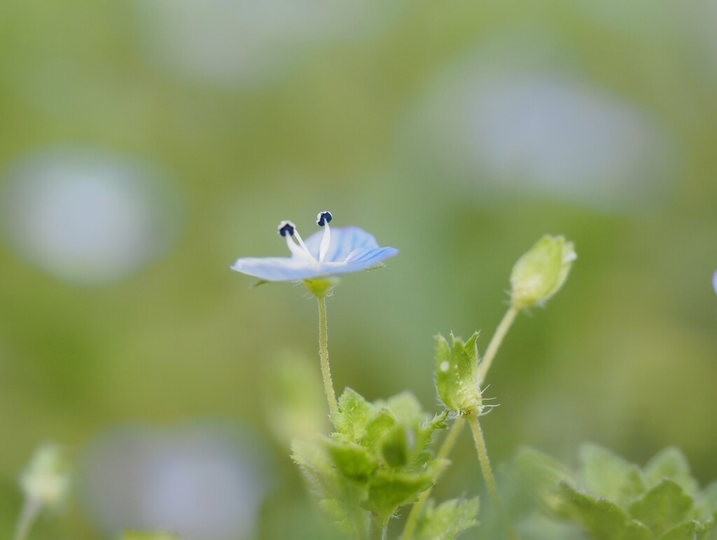 sign  of  spring③