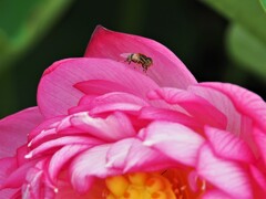 ここに隠れよ～と・・・❣