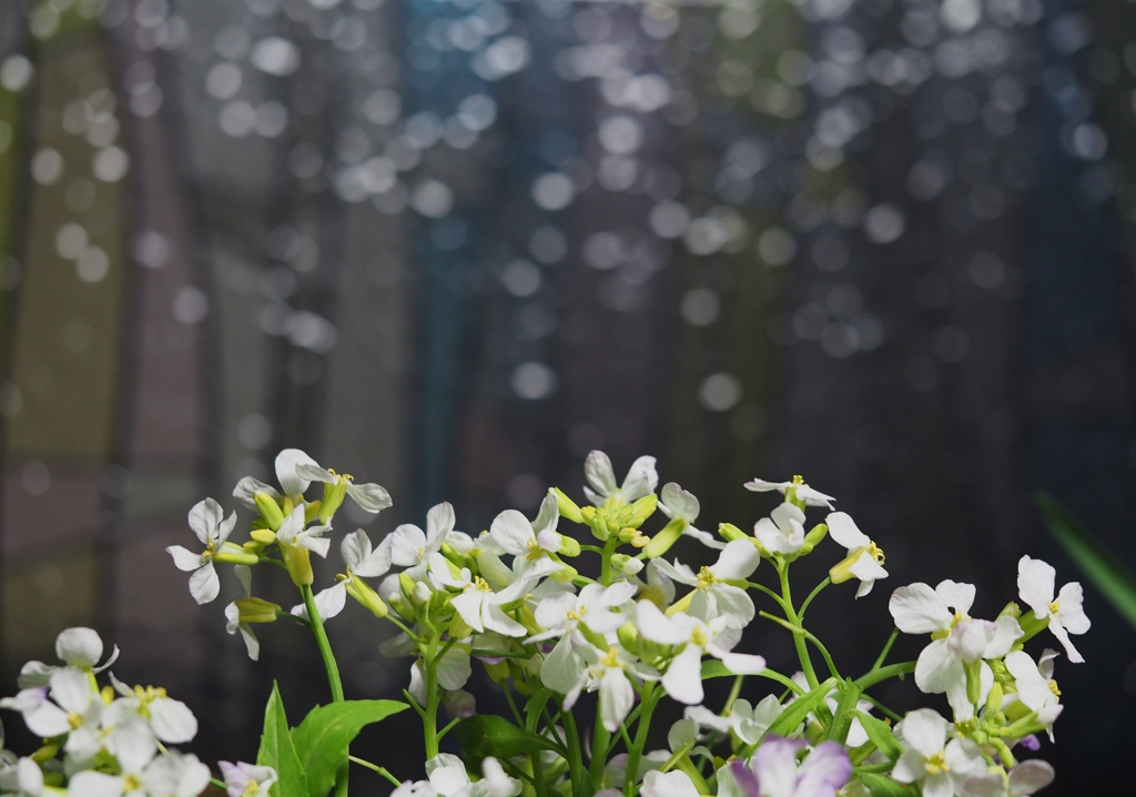 大根の花