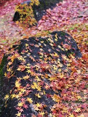 落葉にも華