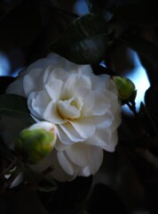白い花⑧
