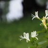 白い花シリーズ⑰