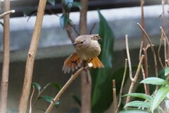 嬉しい訪問者♡