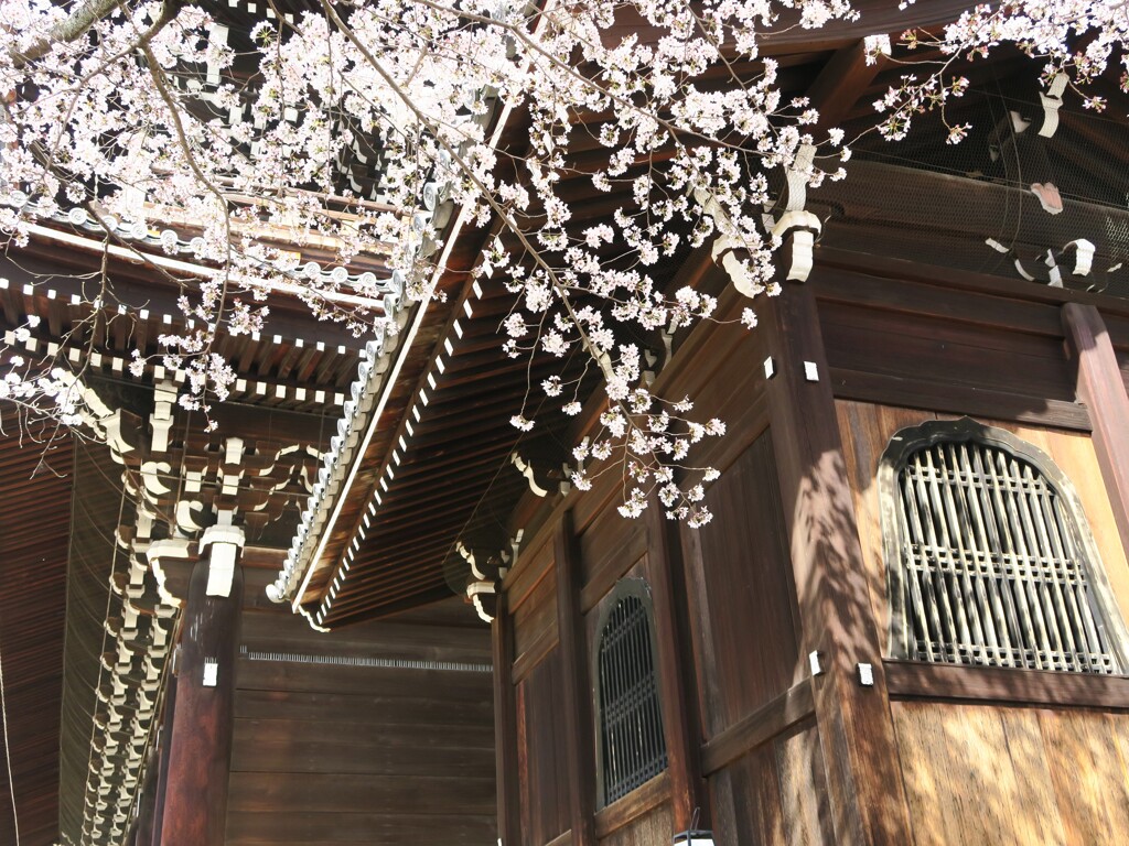 知恩院と桜②