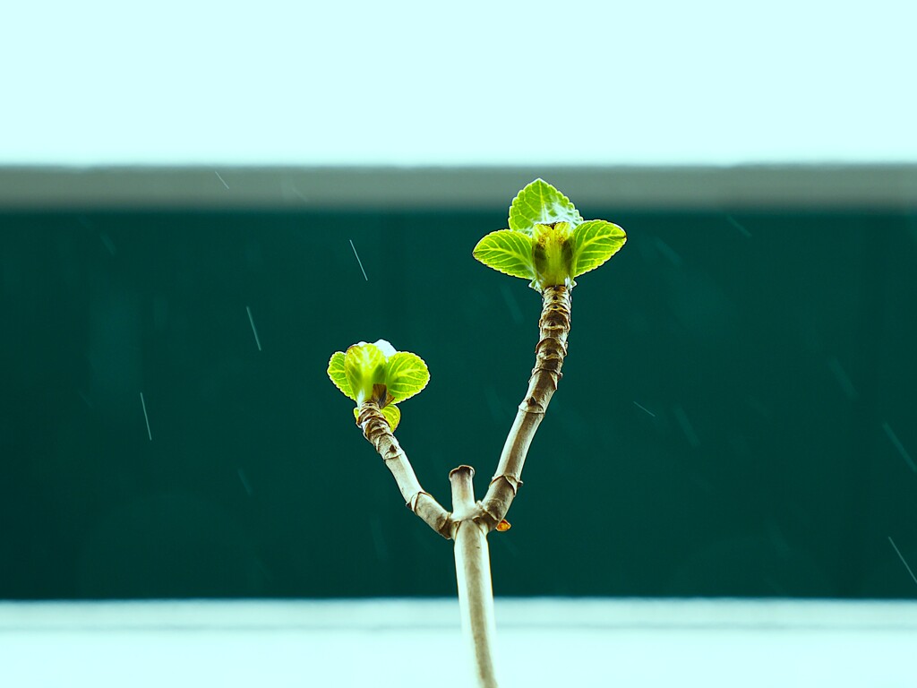 紫陽花の芽