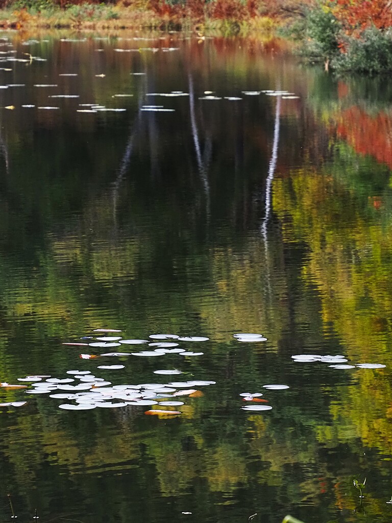 池巡り①