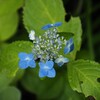 原種・紫陽花