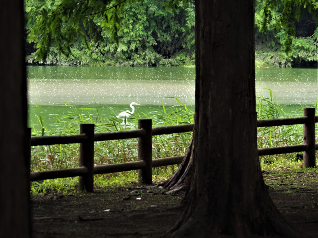 突然の雨