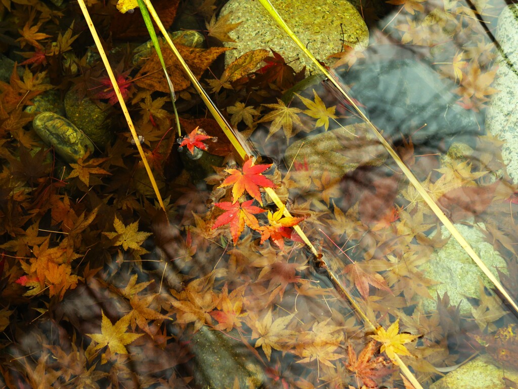 名残りの秋
