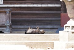 守り猫