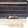 守り猫