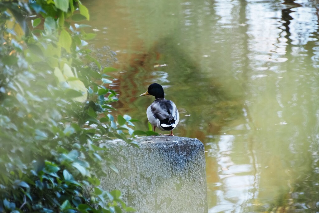 帰ってきた鳥たち