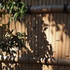 万両の影