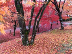 京都の赤
