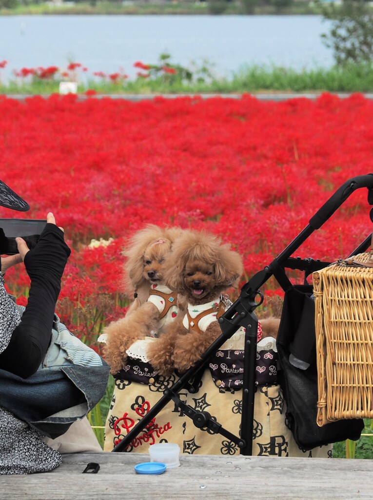 彼岸花と愛犬