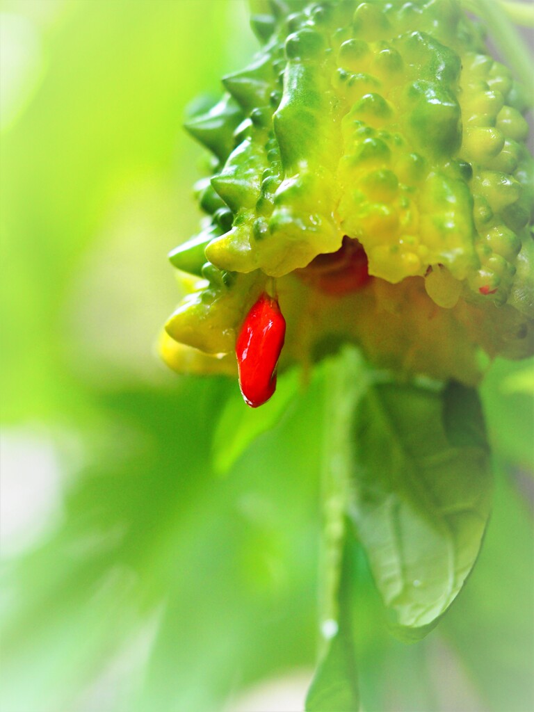 今年は不作・ゴーヤ