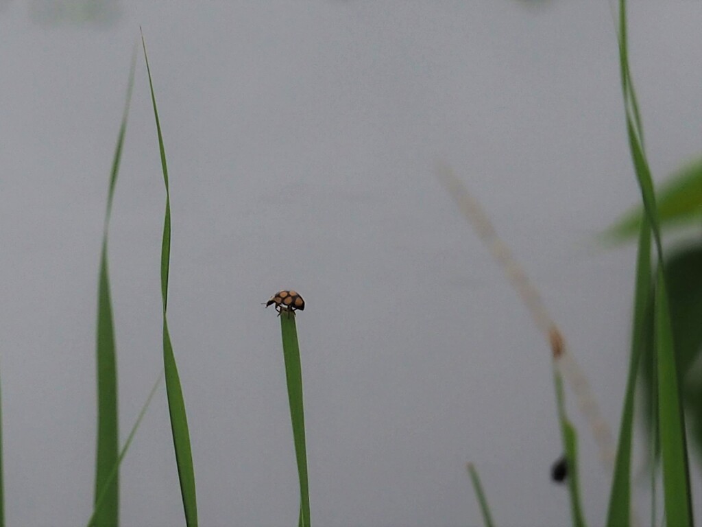 降りれないよー