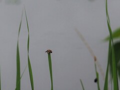 降りれないよー