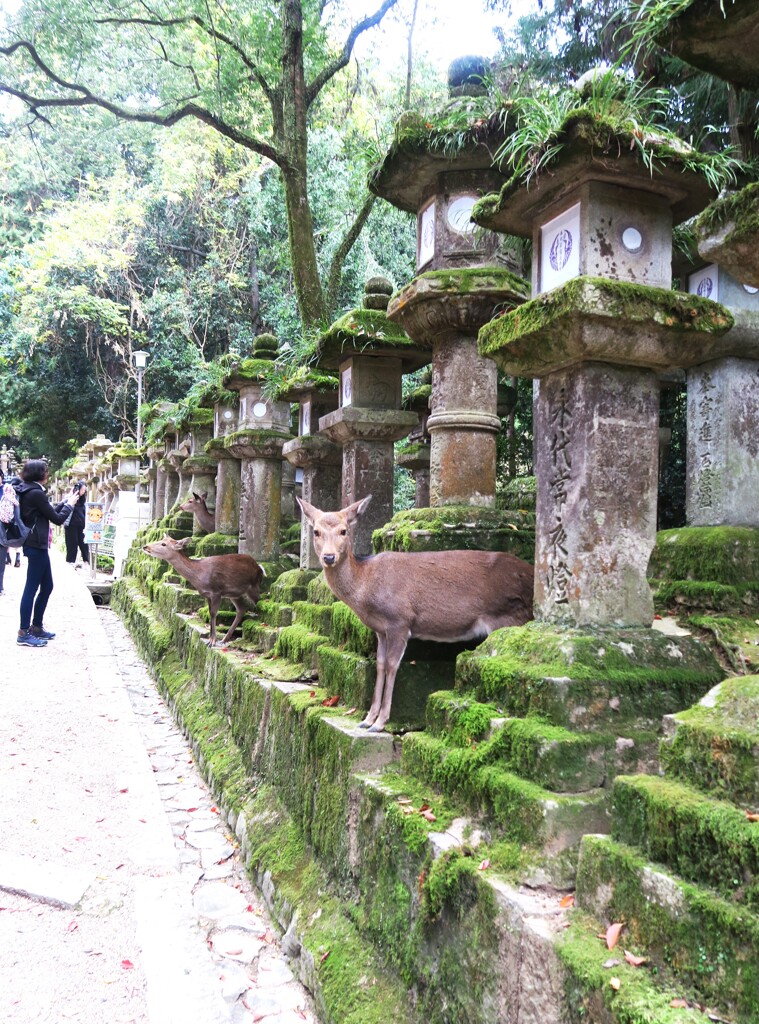 鹿のお出迎え～