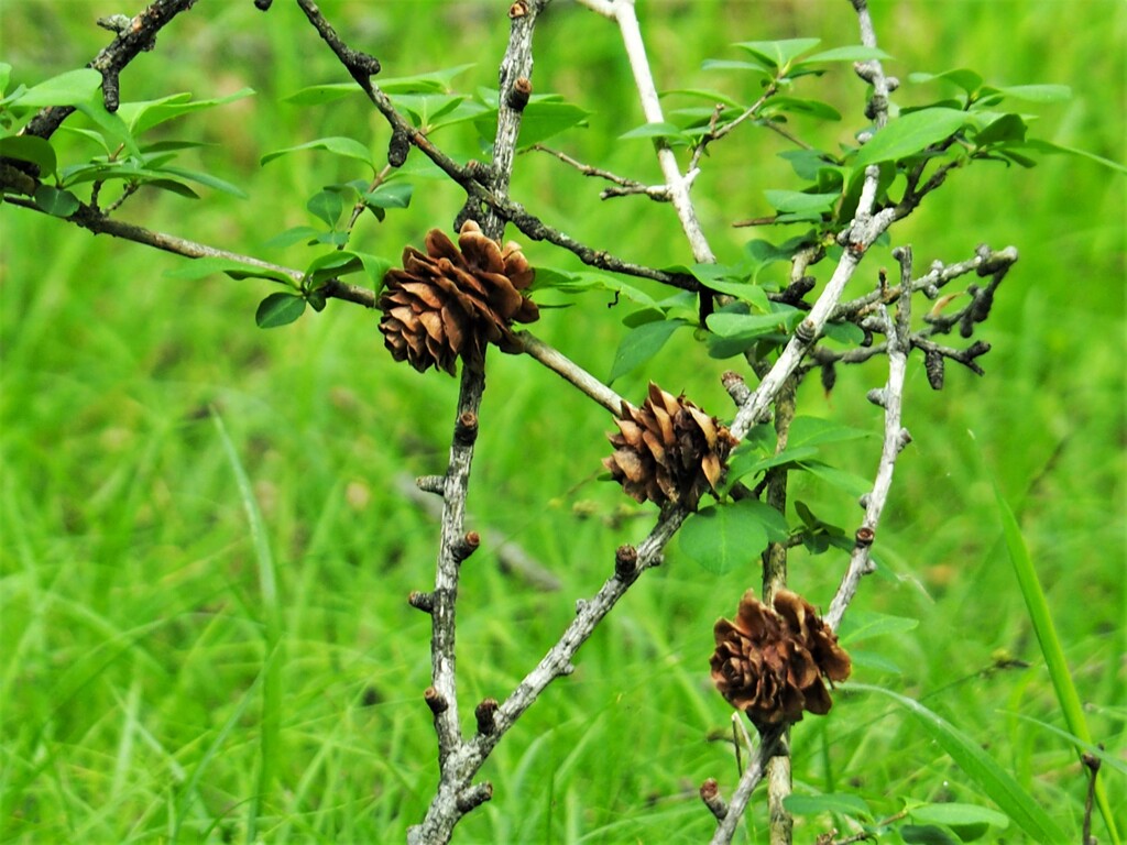 森林浴・３兄弟