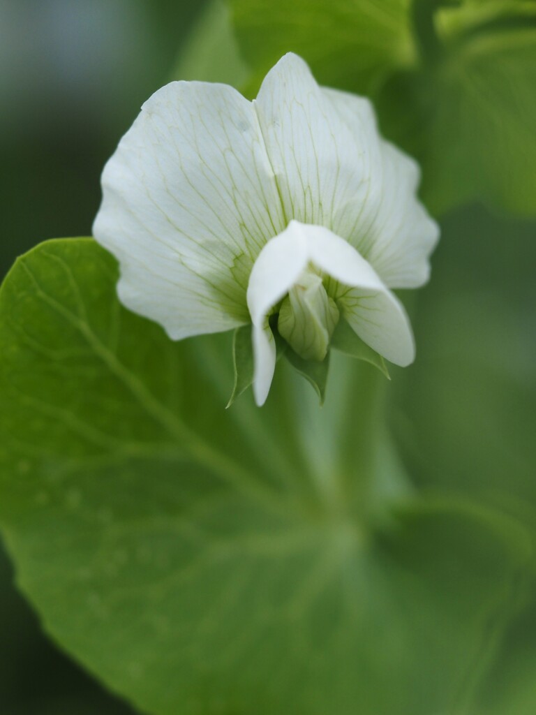 白い花⑩