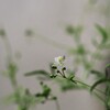 フウセンカズラの花
