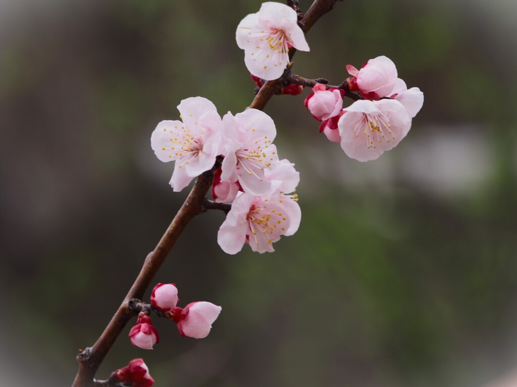 開花した1本の桜
