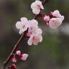開花した1本の桜