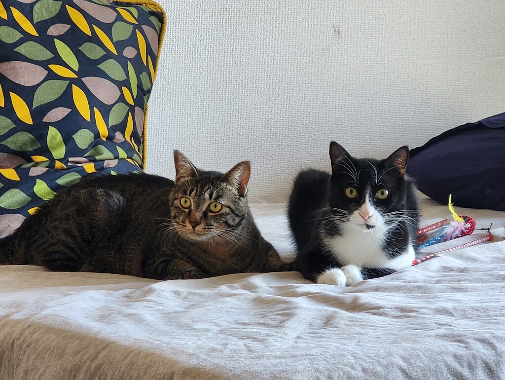 姉弟猫
