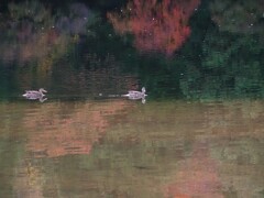 奥日光の秋③