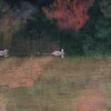 奥日光の秋③