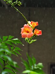 今日も雨