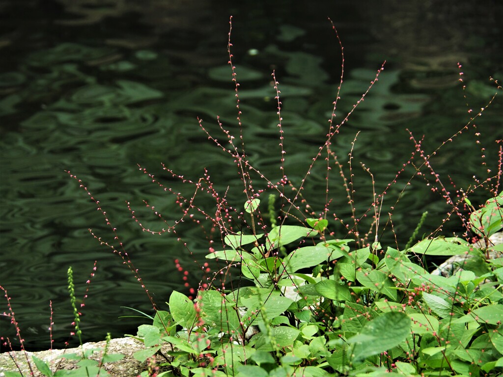 ＊小さき花多きこのごろ水引草＊