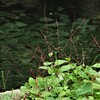 ＊小さき花多きこのごろ水引草＊