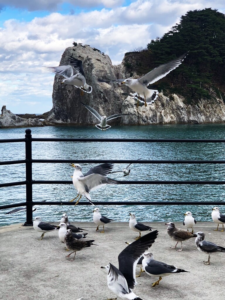 ウミネコ の浜