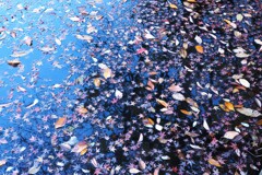 落葉のシンフォニー