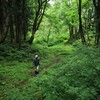 ブナ林への道