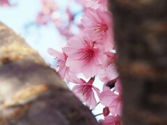 ようこそ～　河津桜へ