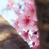 ようこそ～　河津桜へ