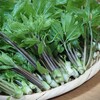 山菜の王様☆☆