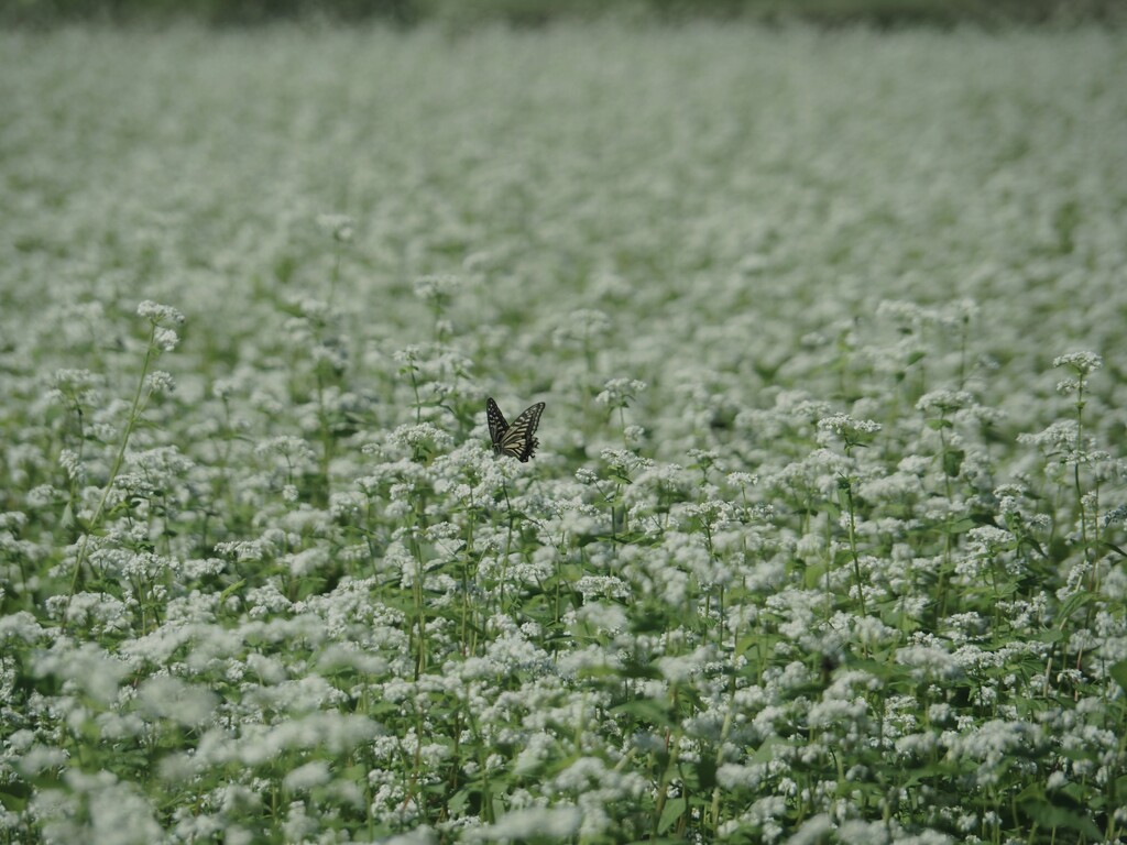 蕎麦と蝶