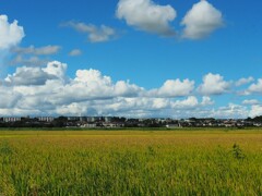 手賀沼湖畔の稲田と夏雲