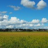 手賀沼湖畔の稲田と夏雲