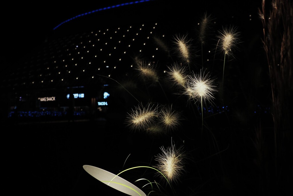 ささやかな輝き☆★