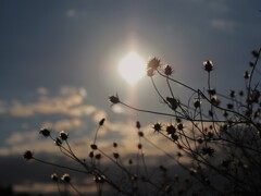 コスモスの余韻