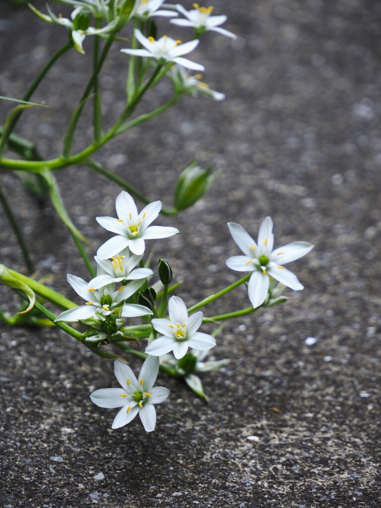 白い花⑫