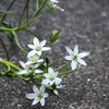 白い花⑫