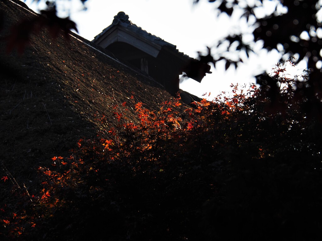 寂秋