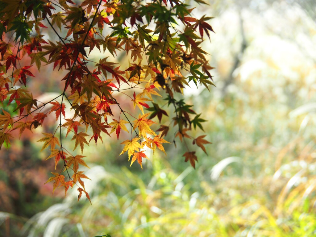 晩秋の彩どり②