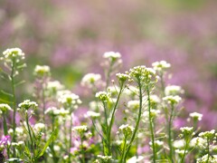 野の花のワルツ